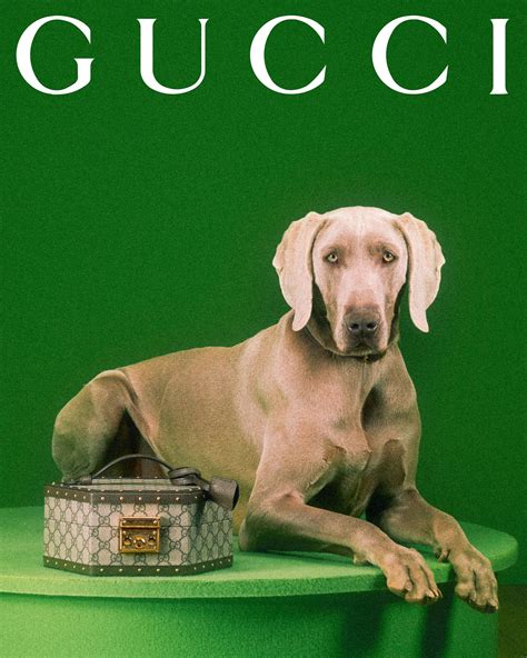 gucci pet kopen nederland|gucci pet collection.